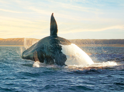 baleine qui surgit hors de l'eau